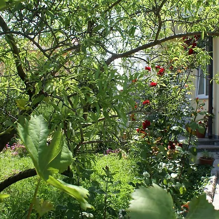 Apartament Nikola